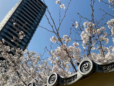 Doğa ve şehir manzarası 