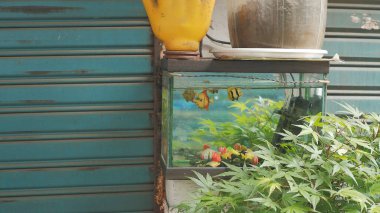 Doğa ve şehir manzarası 