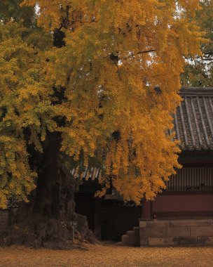 Doğa ve şehir manzarası 