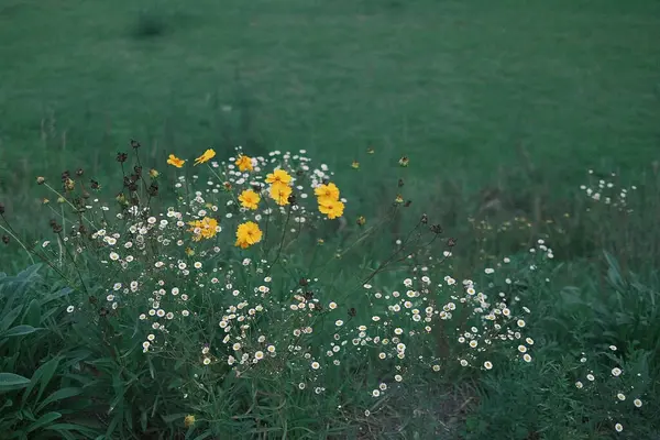 Doğa ve şehir manzarası 