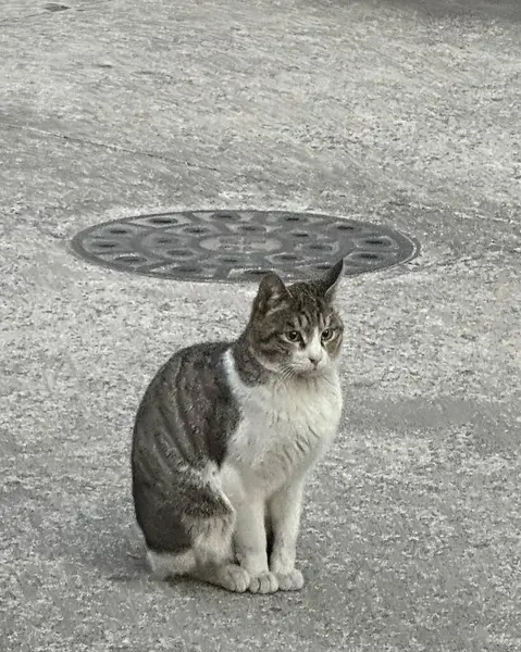 Doğa ve şehir manzarası 