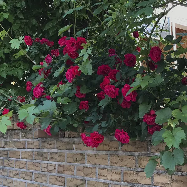 Doğa ve şehir manzarası 