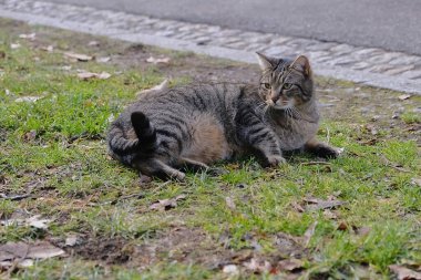 Doğa ve şehir manzarası 