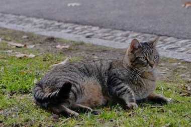Doğa ve şehir manzarası 