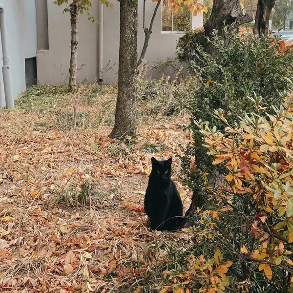 Doğa ve şehir manzarası 