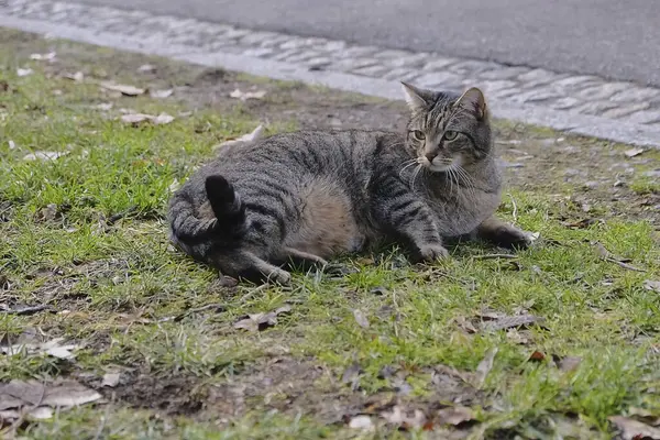 Doğa ve şehir manzarası 