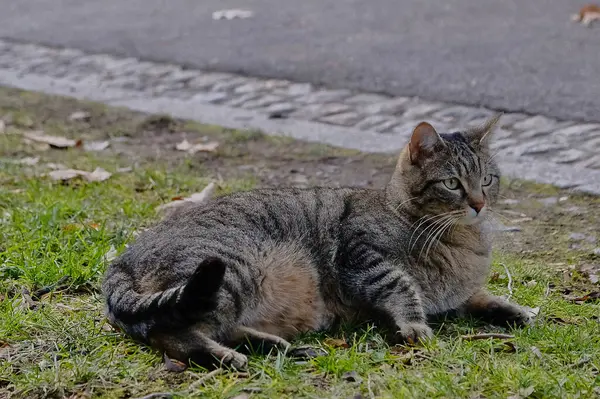 Doğa ve şehir manzarası 