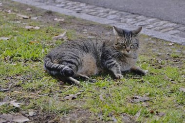 Doğa ve şehir manzarası 