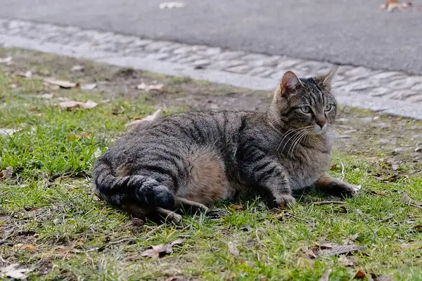 Doğa ve şehir manzarası 