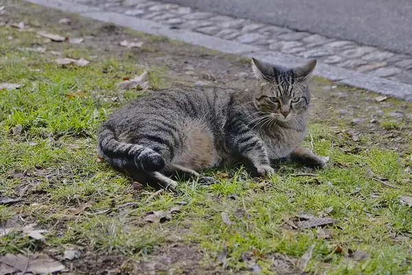 Doğa ve şehir manzarası 
