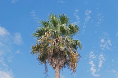 Doğa ve şehir manzarası 