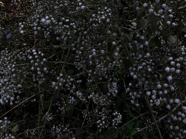 Doğa ve şehir manzarası 