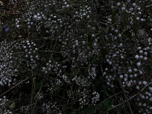 Doğa ve şehir manzarası 