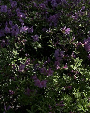 Doğa ve şehir manzarası 