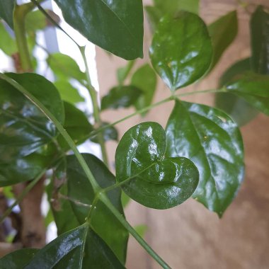 Doğa ve şehir manzarası 