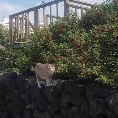 Doğa ve şehir manzarası 