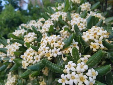 Doğa ve şehir manzarası 