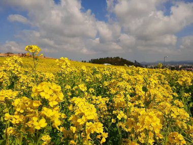 Doğa ve şehir manzarası 
