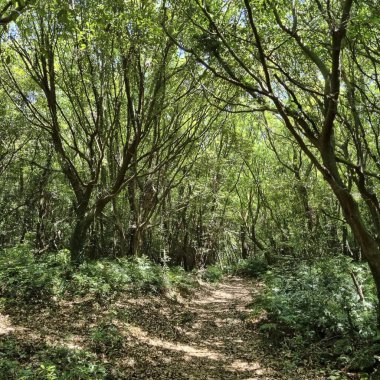 Doğa ve şehir manzarası 