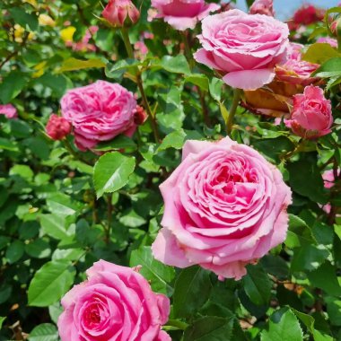 Doğa ve şehir manzarası 