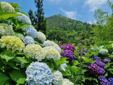 Doğa ve şehir manzarası 