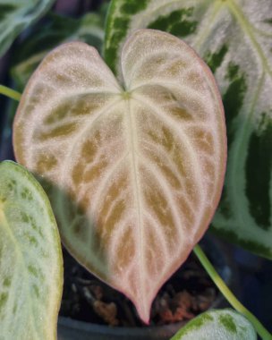 Doğa ve şehir manzarası 