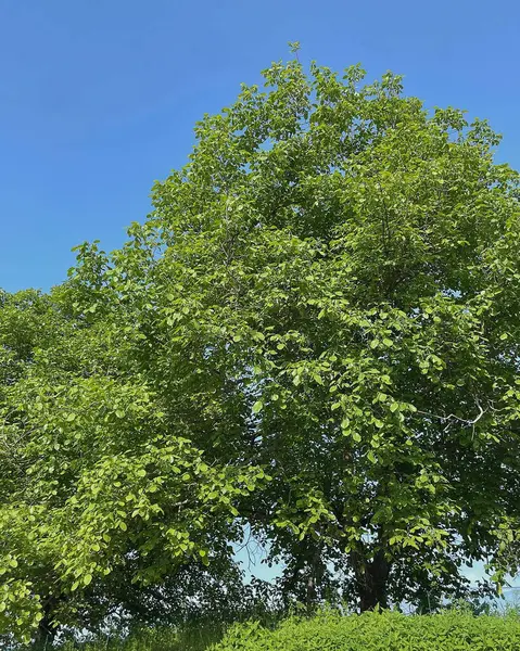 Doğa ve şehir manzarası 