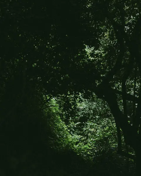 Doğa ve şehir manzarası 