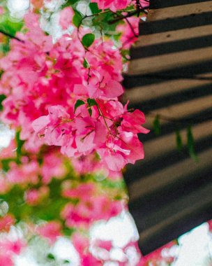 Doğa ve şehir manzarası 