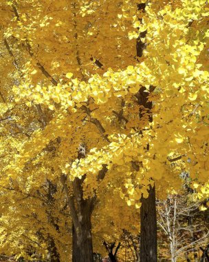 Doğa ve şehir manzarası 