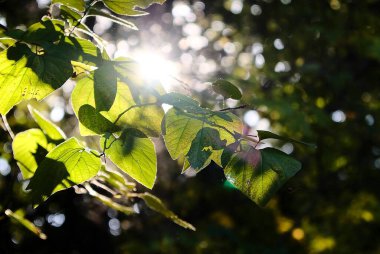 Doğa ve şehir manzarası 