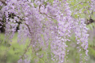 Doğa ve şehir manzarası 