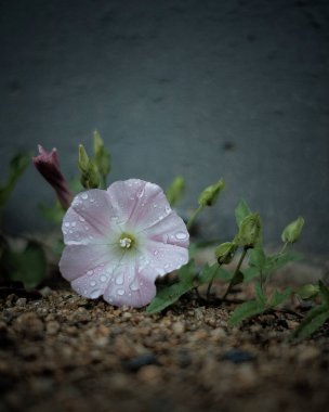 Doğa ve şehir manzarası 