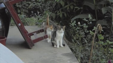 Doğa ve şehir manzarası 