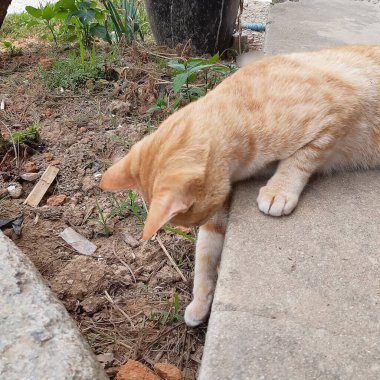 Doğa ve şehir manzarası 