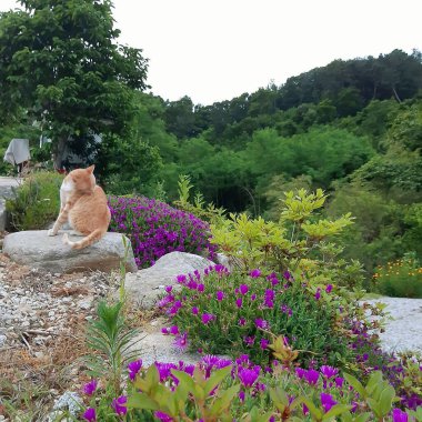 Doğa ve şehir manzarası 
