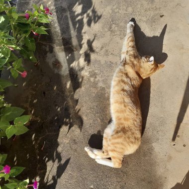 Doğa ve şehir manzarası 