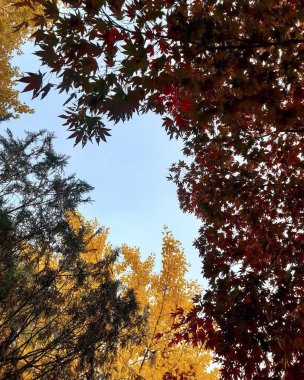 Doğa ve şehir manzarası 