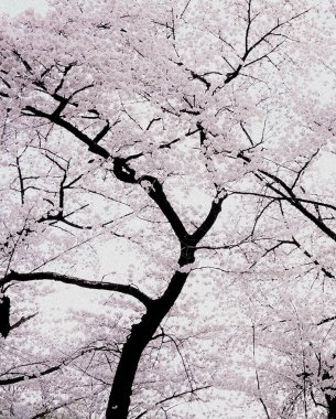 Doğa ve şehir manzarası 