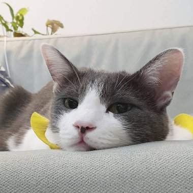 Doğa ve şehir manzarası 