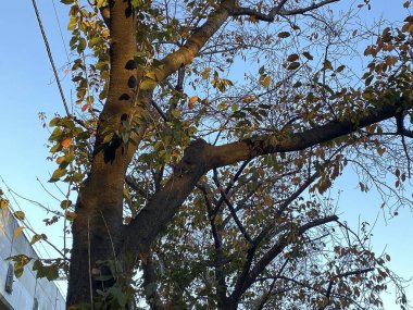 Doğa ve şehir manzarası 