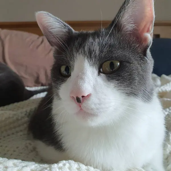 Doğa ve şehir manzarası 