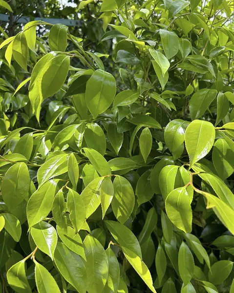 Doğa ve şehir manzarası 