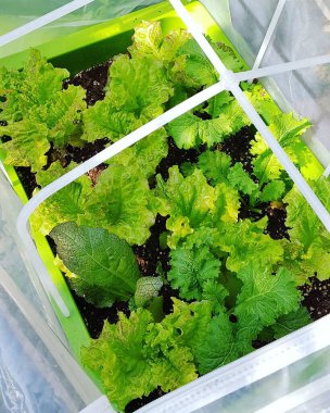 Doğa ve şehir manzarası 