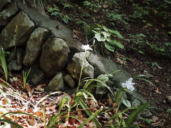 Doğa ve şehir manzarası 