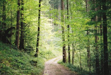 Yeşil ormanda yol