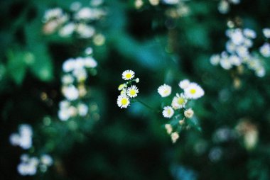 Bahçedeki güzel çiçekler