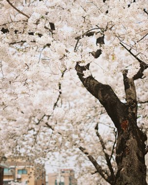 İlkbaharda kiraz çiçeği