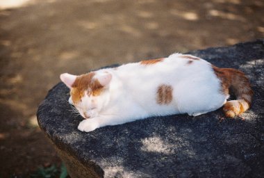 Yerde bir kedi var..