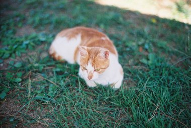 Yeşil çimlerin üzerinde sevimli kızıl kedi.